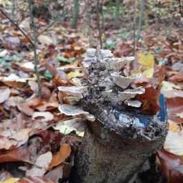 Bükkös-patak tanösvény, Szentendre - Egyéb