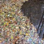 Bükkös-patak tanösvény Szentendre - Egyéb