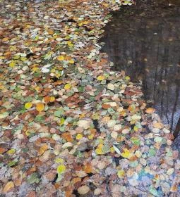 Bükkös-patak tanösvény