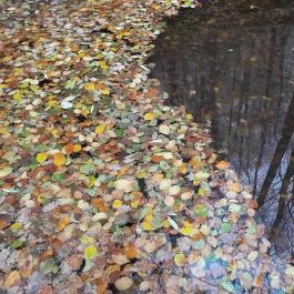 Bükkös-patak tanösvény, Szentendre - Egyéb