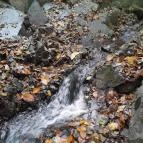 Bükkös-patak tanösvény Szentendre - Egyéb