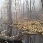 Bükkös-patak tanösvény Szentendre - Egyéb