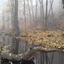 Bükkös-patak tanösvény, Szentendre - Egyéb