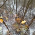 Bükkös-patak tanösvény Szentendre - Egyéb