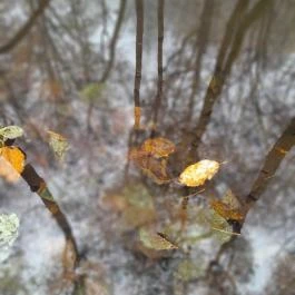 Bükkös-patak tanösvény, Szentendre - Egyéb