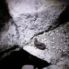 Bükkös-patak tanösvény Szentendre - Egyéb