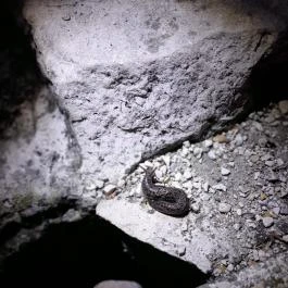 Bükkös-patak tanösvény, Szentendre - Egyéb