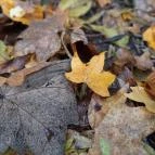 Bükkös-patak tanösvény Szentendre - Egyéb