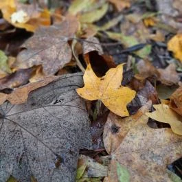 Bükkös-patak tanösvény, Szentendre - Egyéb