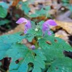 Bükkös-patak tanösvény Szentendre - Egyéb