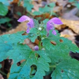 Bükkös-patak tanösvény, Szentendre - Egyéb