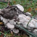 Bükkös-patak tanösvény Szentendre - Egyéb