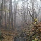 Bükkös-patak tanösvény Szentendre - Egyéb