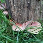 Bükkös-patak tanösvény Szentendre - Egyéb