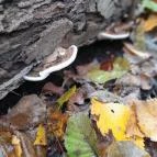 Bükkös-patak tanösvény Szentendre - Egyéb