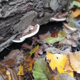 Bükkös-patak tanösvény, Szentendre - Egyéb