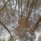 Bükkös-patak tanösvény Szentendre - Egyéb