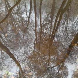 Bükkös-patak tanösvény, Szentendre - Egyéb