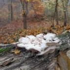 Bükkös-patak tanösvény Szentendre - Egyéb