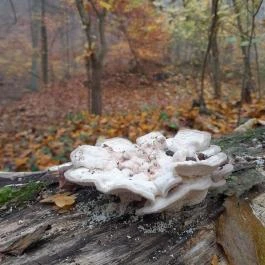 Bükkös-patak tanösvény, Szentendre - Egyéb