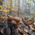 Bükkös-patak tanösvény Szentendre - Egyéb