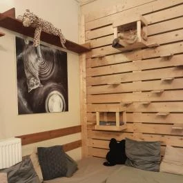 Cat Café - Révay utca Budapest - Egyéb