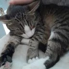 Cat Café - Révay utca Budapest - Egyéb