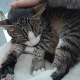 Cat Café - Révay utca Budapest - Egyéb