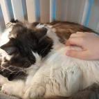 Cat Café - Révay utca Budapest - Egyéb