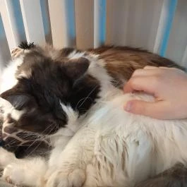 Cat Café - Révay utca Budapest - Egyéb