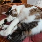 Cat Café - Révay utca Budapest - Egyéb