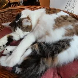 Cat Café - Révay utca Budapest - Egyéb