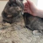 Cat Café - Révay utca Budapest - Egyéb