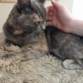 Cat Café - Révay utca Budapest - Egyéb