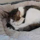 Cat Café - Révay utca Budapest - Egyéb