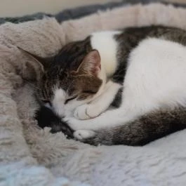 Cat Café - Révay utca Budapest - Egyéb