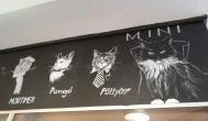 Cat Café - Révay utca Budapest - Egyéb