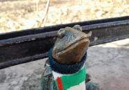 Kolodko: Breki miniszobor Budapest