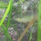 ELTE Füvészkert Budapest - Egyéb