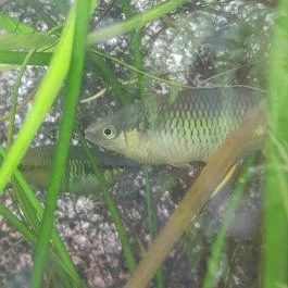 ELTE Füvészkert, Budapest - Egyéb