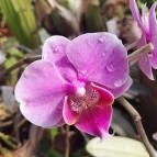 ELTE Füvészkert Budapest - Egyéb