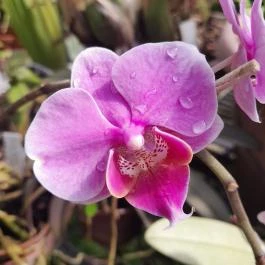 ELTE Füvészkert, Budapest - Egyéb