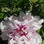 ELTE Füvészkert Budapest - Egyéb