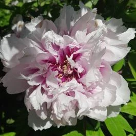 ELTE Füvészkert, Budapest - Egyéb