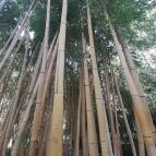 ELTE Füvészkert Budapest - Egyéb