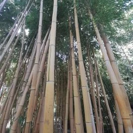 ELTE Füvészkert, Budapest - Egyéb