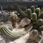 ELTE Füvészkert Budapest - Egyéb