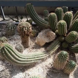 ELTE Füvészkert, Budapest - Egyéb