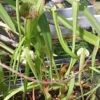 ELTE Füvészkert Budapest - Egyéb