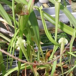 ELTE Füvészkert, Budapest - Egyéb